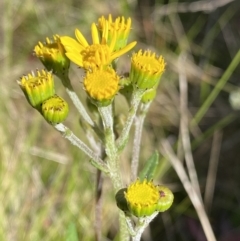Senecio pinnatifolius var. alpinus at Tennent, ACT - 15 Dec 2022 by NedJohnston