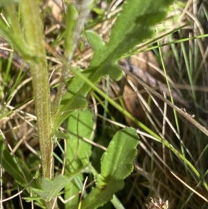 Senecio pinnatifolius var. alpinus at Tennent, ACT - 15 Dec 2022