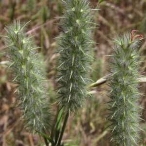 Trifolium angustifolium at Weetangera, ACT - 9 Dec 2022