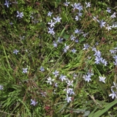 Isotoma fluviatilis subsp. australis at Weetangera, ACT - 9 Dec 2022