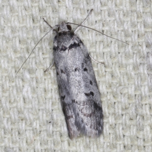 Philobota orescoa at O'Connor, ACT - 5 Dec 2022 09:59 PM