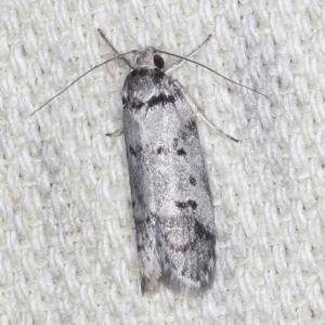 Philobota orescoa at O'Connor, ACT - 5 Dec 2022 09:59 PM