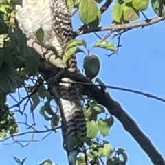 Eudynamys orientalis (Pacific Koel) at Hackett, ACT - 16 Dec 2022 by cmobbs