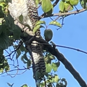 Eudynamys orientalis at Hackett, ACT - 16 Dec 2022