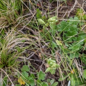 Hymenochilus crassicaulis at Nurenmerenmong, NSW - 11 Nov 2022