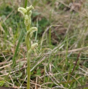 Hymenochilus crassicaulis at Nurenmerenmong, NSW - 11 Nov 2022