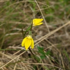 Diuris subalpina at Nurenmerenmong, NSW - 12 Nov 2022