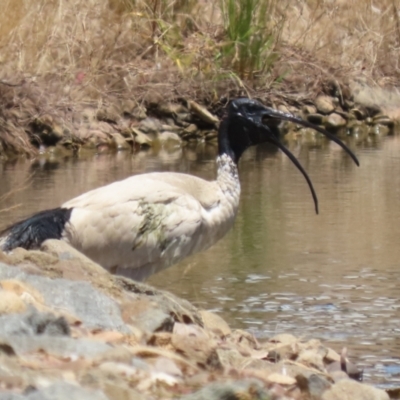 Threskiornis molucca (Australian White Ibis) at Symonston, ACT - 18 Dec 2022 by RodDeb