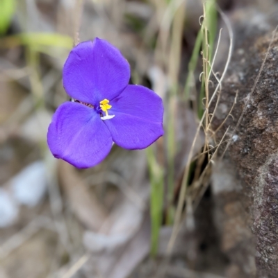 Patersonia sp. at Conjola, NSW - 10 Dec 2022 by Marchien