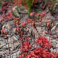 Drosera praefolia (Early Sundew) at Porters Creek, NSW - 14 Dec 2022 by Marchien