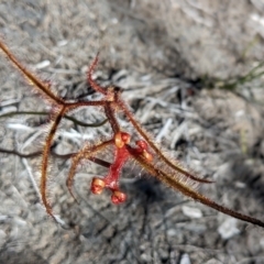 Drosera binata (Forked Sundew) at Porters Creek, NSW - 15 Dec 2022 by Marchien