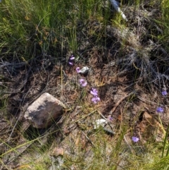 Utricularia dichotoma (Fairy Aprons, Purple Bladderwort) at Porters Creek, NSW - 14 Dec 2022 by Marchien