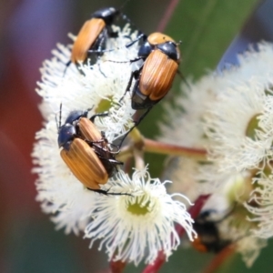 Phyllotocus rufipennis at Symonston, ACT - 18 Dec 2022