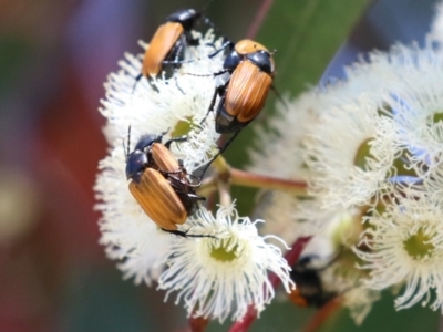 Phyllotocus rufipennis (Nectar scarab) at Symonston, ACT - 18 Dec 2022 by RodDeb