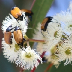 Phyllotocus rufipennis at Symonston, ACT - 18 Dec 2022