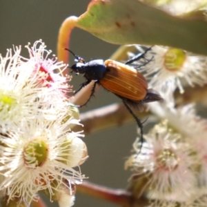 Phyllotocus rufipennis at Symonston, ACT - 18 Dec 2022