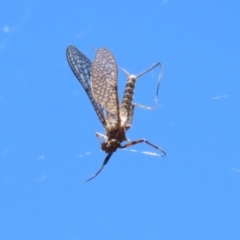 Ephemeroptera (order) (Unidentified Mayfly) at Jerrabomberra, ACT - 18 Dec 2022 by RodDeb