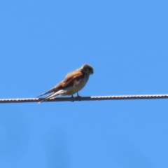 Falco cenchroides (Nankeen Kestrel) at Symonston, ACT - 18 Dec 2022 by RodDeb