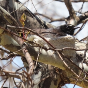 Rhipidura leucophrys at Symonston, ACT - suppressed