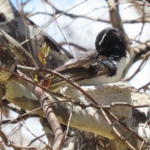 Rhipidura leucophrys at Symonston, ACT - suppressed