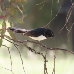 Rhipidura leucophrys at Symonston, ACT - suppressed