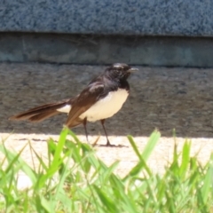 Rhipidura leucophrys at Symonston, ACT - suppressed