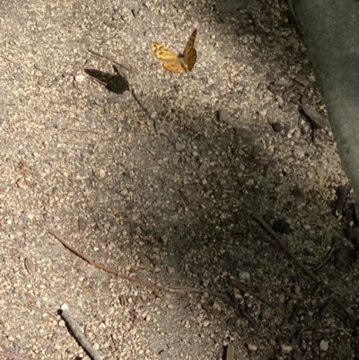 Heteronympha merope (Common Brown Butterfly) at Kingston, ACT - 19 Dec 2022 by jks