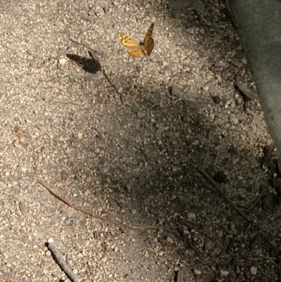 Heteronympha merope (Common Brown Butterfly) at Kingston, ACT - 19 Dec 2022 by jksmits
