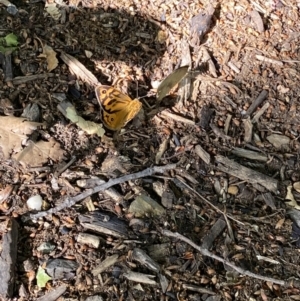 Heteronympha merope at Kingston, ACT - 19 Dec 2022