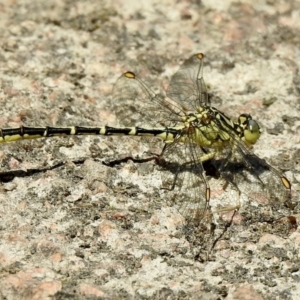 Austrogomphus guerini at Bombala, NSW - 3 Dec 2022 09:48 AM