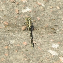 Austrogomphus guerini at Bombala, NSW - 3 Dec 2022 09:48 AM