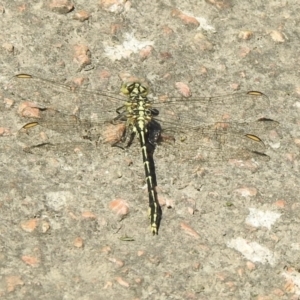 Austrogomphus guerini at Bombala, NSW - 3 Dec 2022 09:48 AM