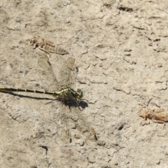 Austrogomphus guerini (Yellow-striped Hunter) at Bombala, NSW - 3 Dec 2022 by GlossyGal