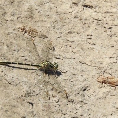 Austrogomphus guerini (Yellow-striped Hunter) at Bombala, NSW - 3 Dec 2022 by GlossyGal