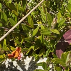 Podolobium alpestre (Shaggy Alpine Pea) at Tennent, ACT - 15 Dec 2022 by Ned_Johnston