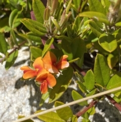 Podolobium alpestre at Tennent, ACT - 15 Dec 2022