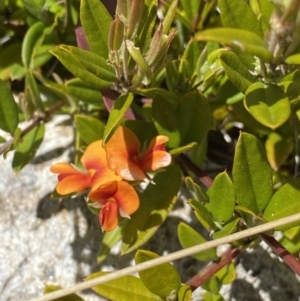 Podolobium alpestre at Tennent, ACT - 15 Dec 2022