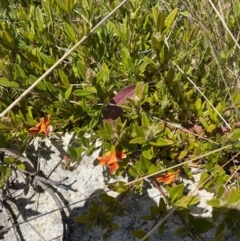 Podolobium alpestre at Tennent, ACT - 15 Dec 2022