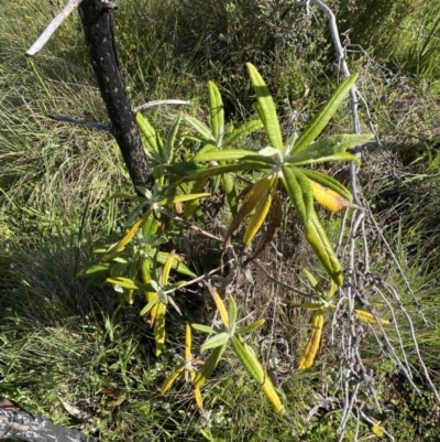 Bedfordia arborescens (Blanket Bush) at Tennent, ACT - 15 Dec 2022 by NedJohnston