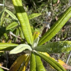 Bedfordia arborescens at Tennent, ACT - 15 Dec 2022