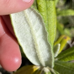 Bedfordia arborescens at Tennent, ACT - 15 Dec 2022 04:29 PM