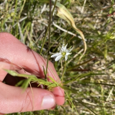 Stellaria angustifolia (Swamp Starwort) at Tennent, ACT - 15 Dec 2022 by NedJohnston
