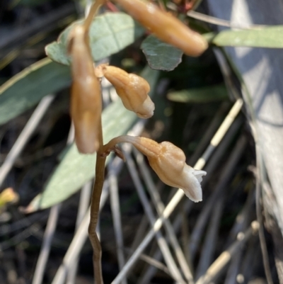 Gastrodia sesamoides (Cinnamon Bells) at Tennent, ACT - 15 Dec 2022 by Ned_Johnston