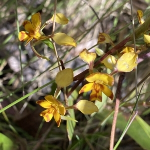 Diuris semilunulata at Tennent, ACT - suppressed