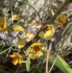 Diuris semilunulata at Tennent, ACT - suppressed