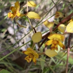 Diuris semilunulata at Tennent, ACT - suppressed