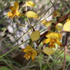 Diuris semilunulata at Tennent, ACT - suppressed