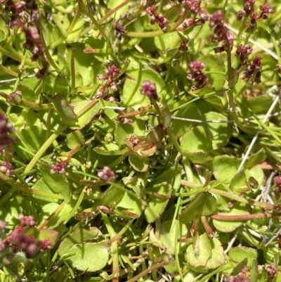 Gonocarpus micranthus subsp. micranthus (Creeping Raspwort) at Tennent, ACT - 15 Dec 2022 by Ned_Johnston