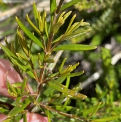 Logania granitica at Tharwa, ACT - 15 Dec 2022 by NedJohnston