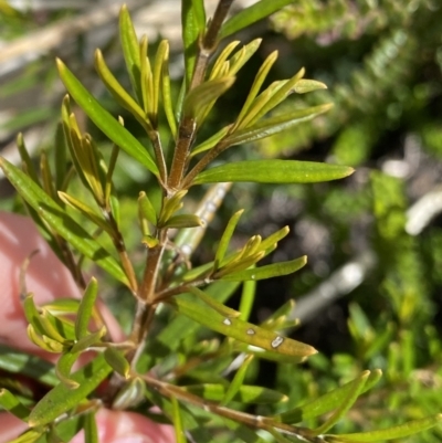 Logania granitica at Tharwa, ACT - 15 Dec 2022 by NedJohnston